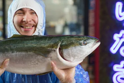 Знакомьтесь, лакедра: любимая японская рыба в корнере Fugu! | chef.ru