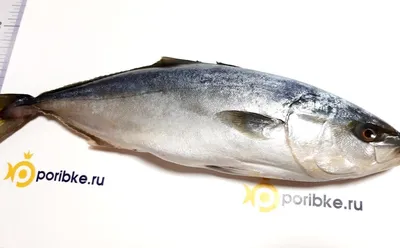 Рыба Лакедра Свежемороженная - «🐟 Лакедра - обитательница Японского  моря!🐟 Отличная рыбина. И вкусно и полезно! Я впечатлена!» | отзывы