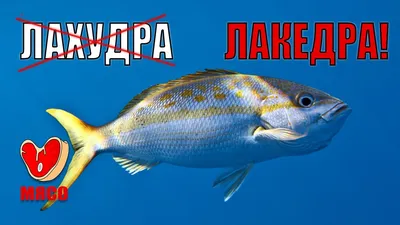 Лакедра желтохвостая, н/р, мороженая, 1 кг - цена по скидкам и акциям в  листовке Виталюр Минска