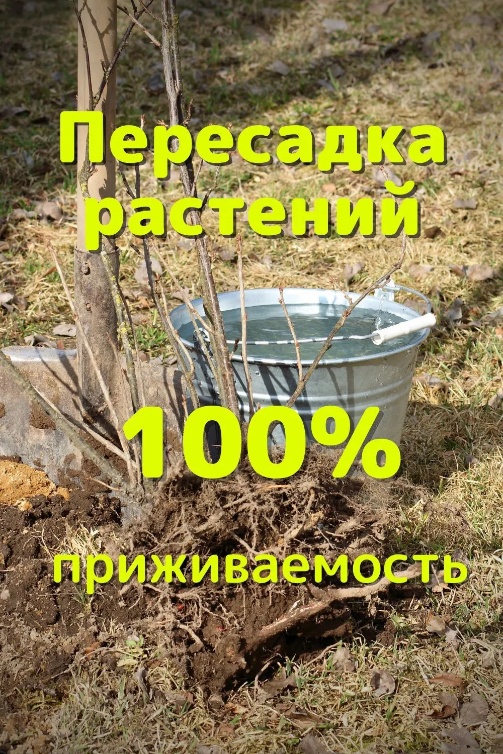 Фотография прекрасного ландшафтного дизайна возле дома на фото Фотография прекрасного ландшафтного дизайна возле дома на фото