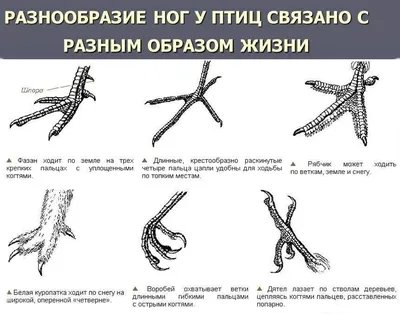 Хвалынский краеведческий музей | Экспонат орнитологической коллекции.  Ястреб-тетеревятник