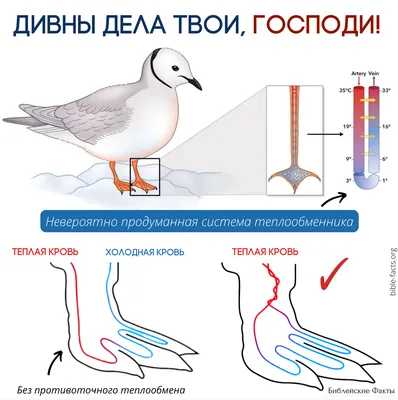 Лапы птиц - картинки и фото poknok.art