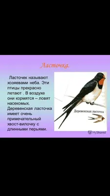 две синие ласточки сидят на деревянной ветке, картинка птицы ласточка,  птица, дикая природа фон картинки и Фото для бесплатной загрузки