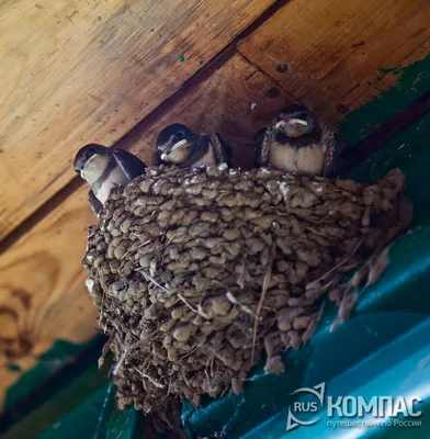 Экстракт ласточкиного гнезда - что это?