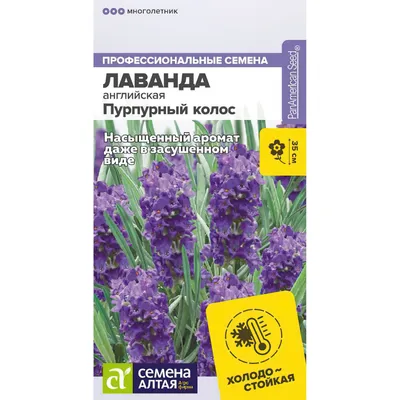 Лаванда широколистная Педункулата - смотреть саженцы декоративных растений  с фото и описанием сорта. Купить саженцы декоративных растений в Минске, с  доставкой курьером, почтой, Европочтой (бесплатно) в 110 городах! в  интернет-магазине Долина Растений