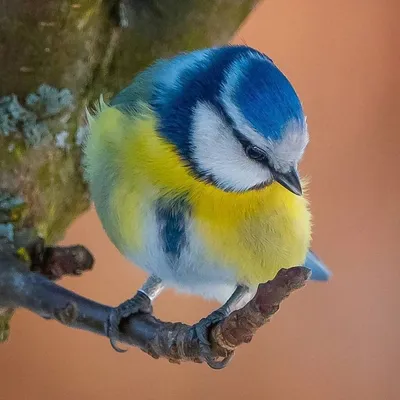 Лазоревка. | Mésange bleue, Mesange, Oiseaux