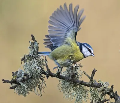 Лазоревка (Parus caeruleus) / Статьи / Птицы Европы