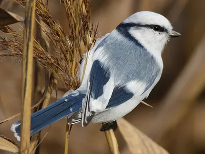 Белая лазоревка - eBird