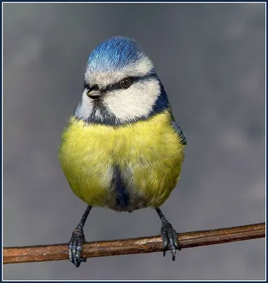 Лазоревка (Parus caeruleus). Фотогалерея птиц. Фотографии птиц России,  Беларуси, Украины, Казахстана, Таджикистана, Азербайджана.