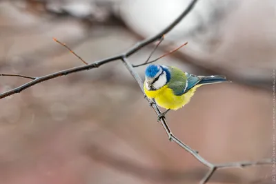 Фотокаталог птиц: Обыкновенная лазоревка (Cyanistes caeruleus)