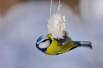 Обыкновенная лазоревка (Cyanistes caeruleus). Птицы Европейской России.