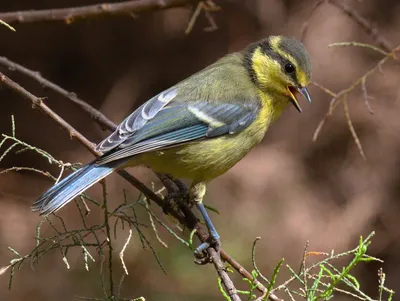 Африканская лазоревка - eBird