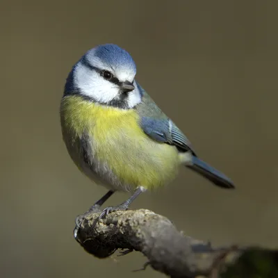 Лазоревка, Cyanistes caeruleus, Blue Tit | Москва, Битца | Oleg Nabrovenkov  | Flickr