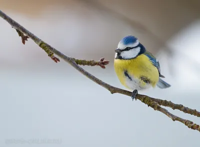 Белая лазоревка - eBird