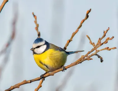 Лазоревка (Parus caeruleus). Фотогалерея птиц. Фотографии птиц России,  Беларуси, Украины, Казахстана, Таджикистана, Азербайджана.