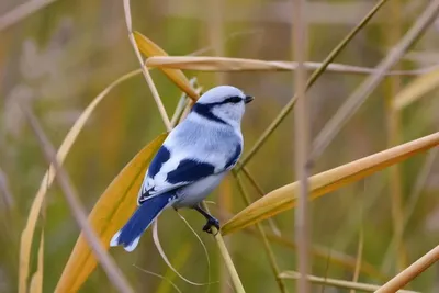 Белая лазоревка (Cyanistes cyanus). Птицы Европейской России.