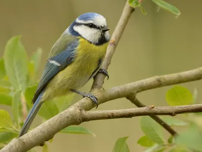 Европейская белая лазоревка Cyanistes cyanus Pallas, 1770 - Птицы (Aves) -  Разделы - Красная книга Оренбургской области