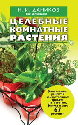 Лечебные свойства толстянки – Agro-Market