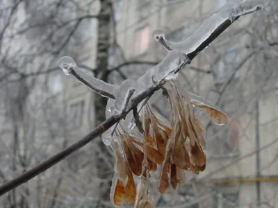 МЧС сделало экстренное предупреждение из-за ледяного дождя в Москве