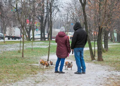 Ледяной дождь, метель и сильное ненастье: Гидрометцентр выпустил штормовое  предупреждение в Москве - KP.RU