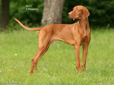 Найдена легавая собака в Толстопальцево, Москва | Pet911.ru