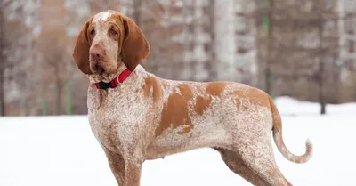 Веймаранеры - \"голубая кровь\" собачьего мира | Собаки | Dogsacademy.ru |  Дзен