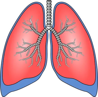 Легкие И Бронхи — стоковые фотографии и другие картинки Астматический -  Астматический, Белый, Бронх - iStock