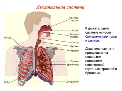 Легкие и бронхи, человеческая дыхательная система Медицина и здоровье  вектор изображения иллюстраций Download готовый Иллюстрация вектора -  иллюстрации насчитывающей график, здорово: 123025543