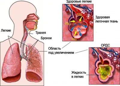 Лёгкие скетчбуки -Милые картинки. Зайка, кролик, лисенок, котик, енот  купить в интернет-магазине Ярмарка Мастеров по цене 350 ₽ – OER6KBY |  Скетчбуки, Москва - доставка по России