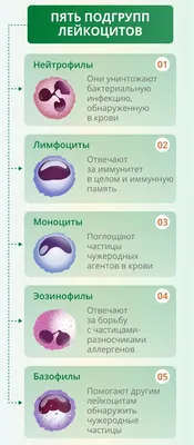 Содержание лейкоцитов в крови: норма, причины отклонения, о чем говорят  повышенные и пониженные лейкоциты в анализе крови?