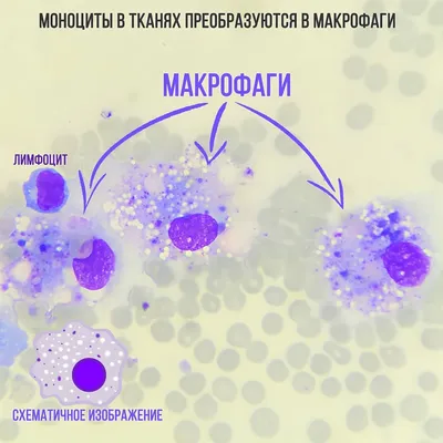 Лейкоциты белые клетки крови.Главная... - БФП Крапля КРОВІ | Facebook