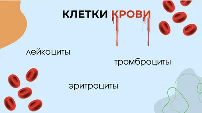 Лейкоциты в крови - норма у ребенка, женщин, мужчин, причины повышенных,  пониженных значений