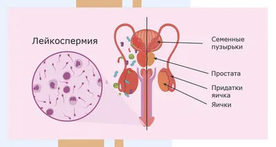 ЛЕЙКОЦИТЫ - ЛАБОРАТОРИЯ | Добро пожаловать в «Клинику Айгерим»