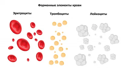 Лейкоциты в спермограмме: причины повышенных лейкоцитов в сперме – клиника  АльтраВита