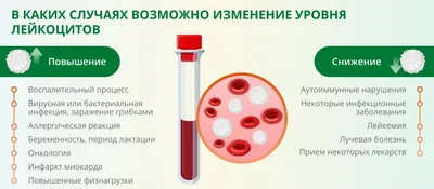 Наши внутренние войска: лейкоциты | Пикабу