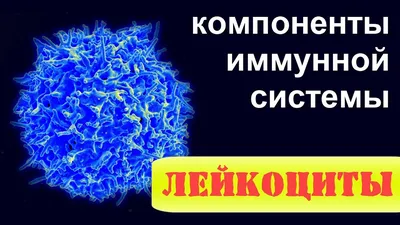 Лейкоциты в моче при беременности: причины повышения, норма