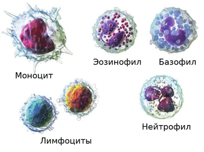 Лейкоциты в моче у женщин: причины, норма, при беременности