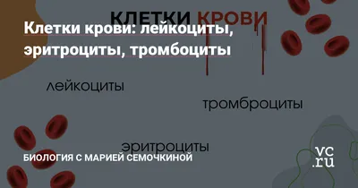 Лейкоциты в мазке крови стоковое фото. изображение насчитывающей эритроцит  - 122045326