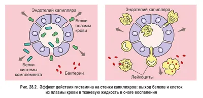 Клетки Иммунитета Набор Лейкоциты Лимфоциты Эозинофил Нейтрофил Моноциты  Базофил Дендритные Клетки Векторная Иллюстрация На Изолир — стоковая  векторная графика и другие изображения на тему Клетка - часть организма -  iStock