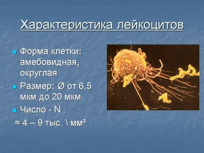 Почему лейкоциты в крови повышены: причины и лечение» — Яндекс Кью