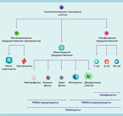 Субпопуляционный состав лейкоцитов крови и ее продуктов - biocommerce.ru