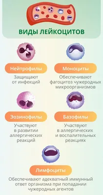 Общий анализ крови у животных. Лейкоциты и их виды