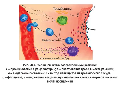 Общий анализ крови — расшифровка результатов - РИГМЕД