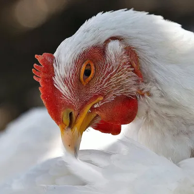 Ветеринарный экспресс-тест - Avian Leukosis - HWTAi - на лейкоз /  ветеринарный / для домашней птицы