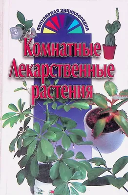 11 ядовитых растений, которые нельзя держать дома и кому они опасны - 30  сентября 2023 - 74.ru