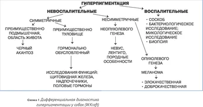 Кожа кошки - картинки и фото koshka.top