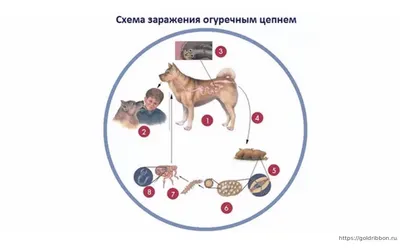 Глисты у детей: симптомы и причины | Диагностика и лечение гельминтозов у  детей в АО «Медицина»