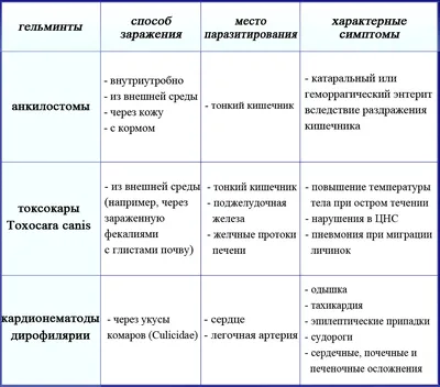 Глисты у щенка: симптомы и лечение, признаки, виды инвазии и способы  лечения, профилактики