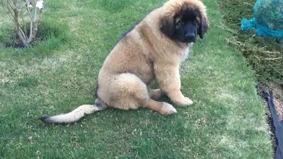 Собака Леонбергер — стоковые фотографии и другие картинки Leonberger -  Leonberger, Собака, Снег - iStock