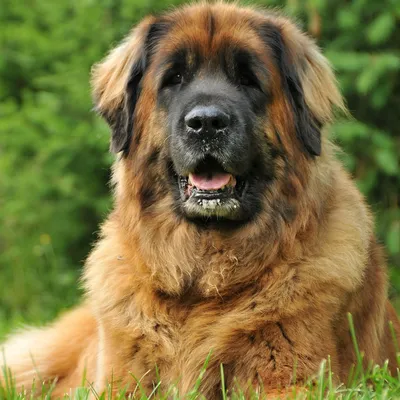 Леонбе́ргер( Leonberger) — крупная порода собак. | Крупные породы собак,  Породы собак, Собаки